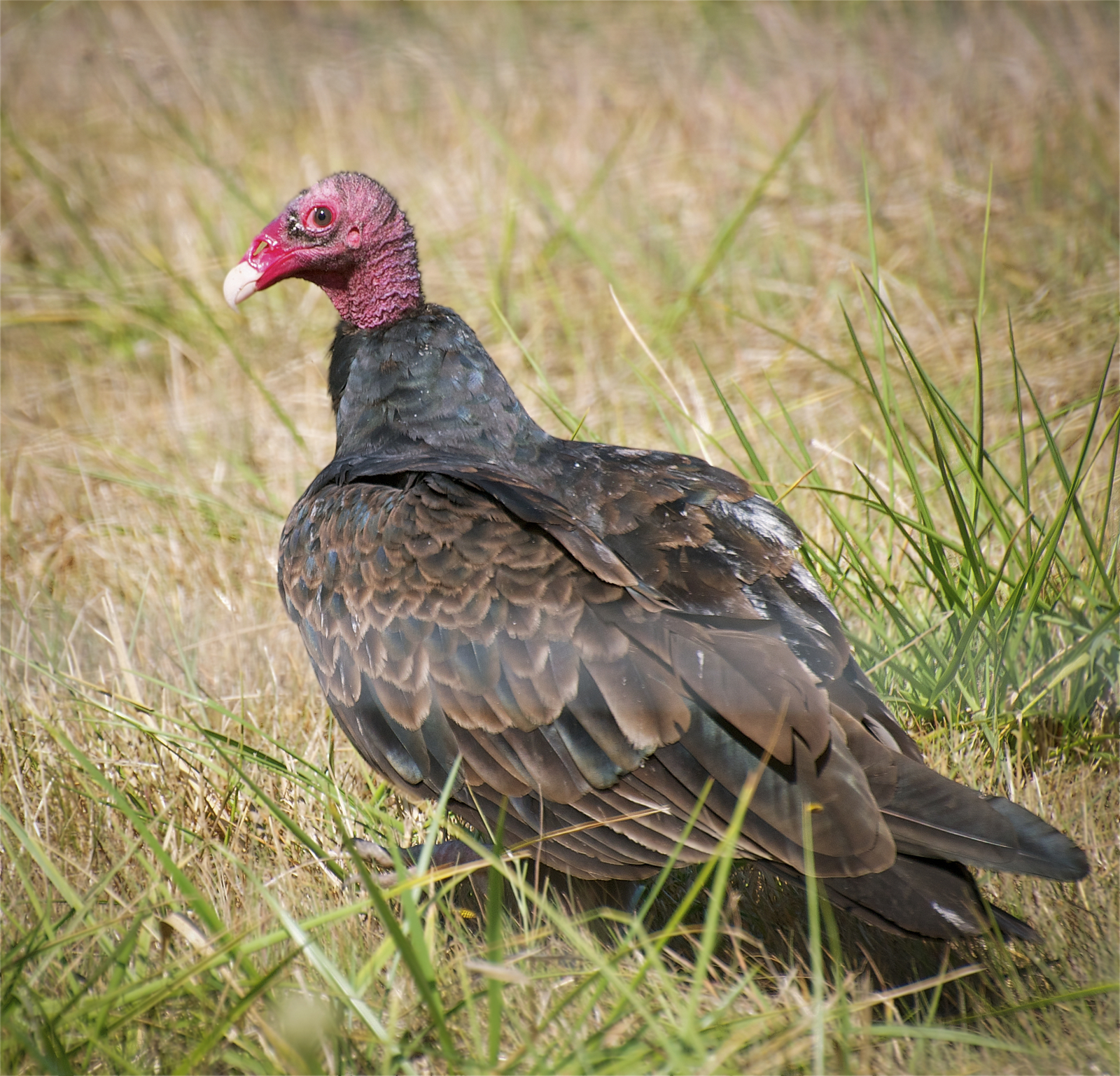nw bird blog turkey vulture nw bird blog turkey vulture