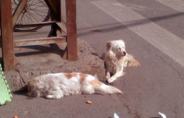 Foto : Anjing Juga Bisa Histeris, Menunggu Dengan Setia Temannya Ketabrak Mati anjing menungu disisi jalan