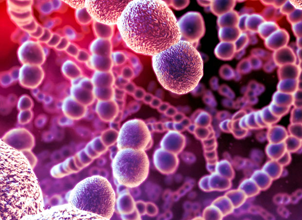 Animal Cell Under Light Animal Cell Form 4. Animal Cell Under Light