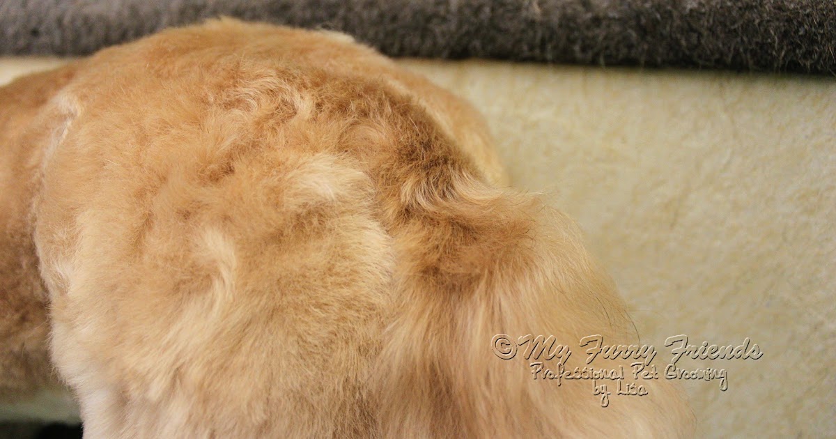 Pet Grooming: The Good, The Bad, & The Furry: Tails, Tails, and More Tails