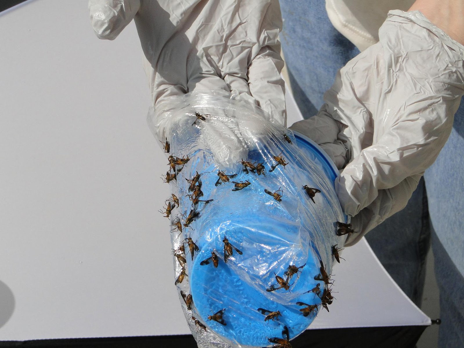 Trapping Deer Flies in Livingston County, Michigan making and using