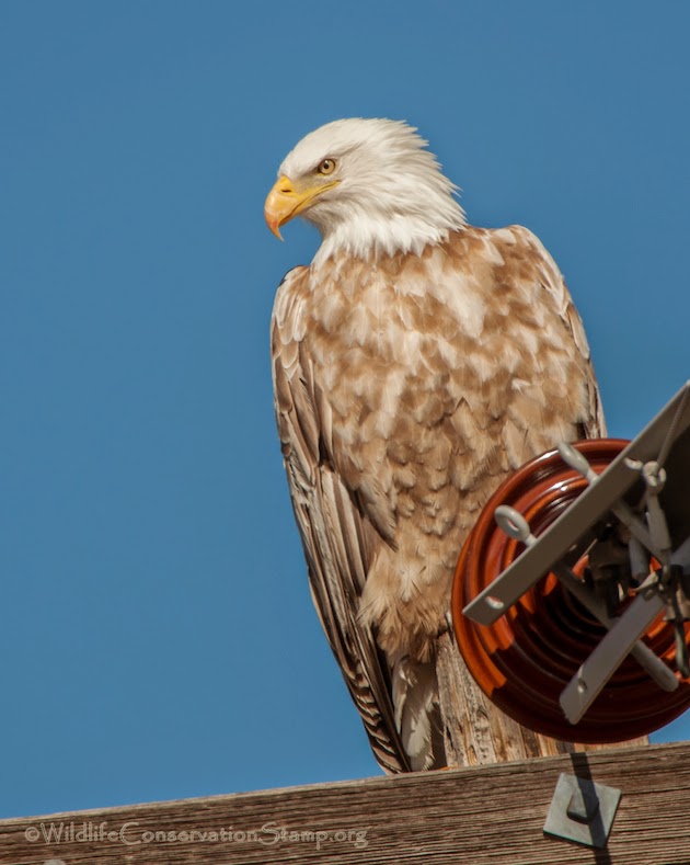 white wolf an incredibly rare leucistic bald eagle makes white wolf an incredibly rare leucistic bald eagle makes