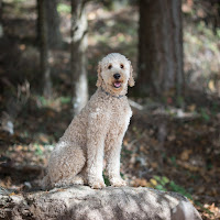 Wilson our Standard Poodle
