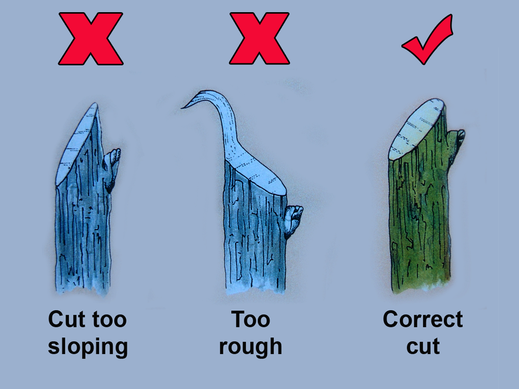 Durian Info Pruning Tools and How To Prune