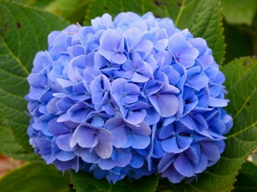 Cuidar&Plantar: Hortência