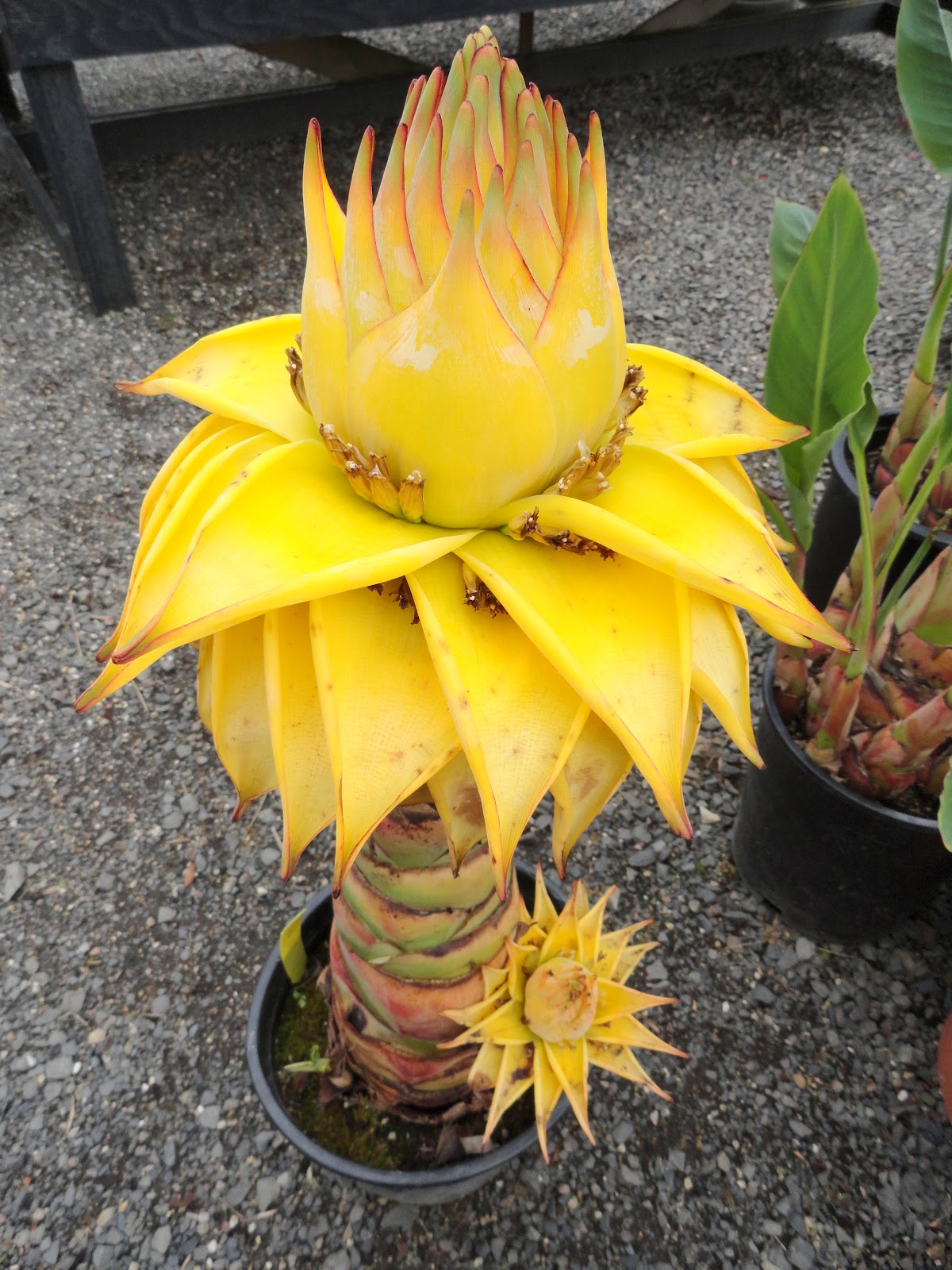 danger garden Chinese Yellow Bananas at Cornell Farms Nursery
