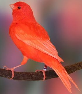Burung Kenari Merah, Kenari Red Factor