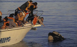Whale Watching in Puerto Piramides Whale Watching Season - Puerto Pirámides y Puerto Madryn