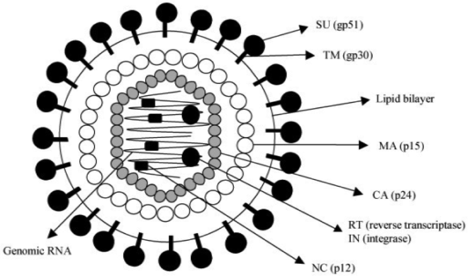 bovine leukemia virus