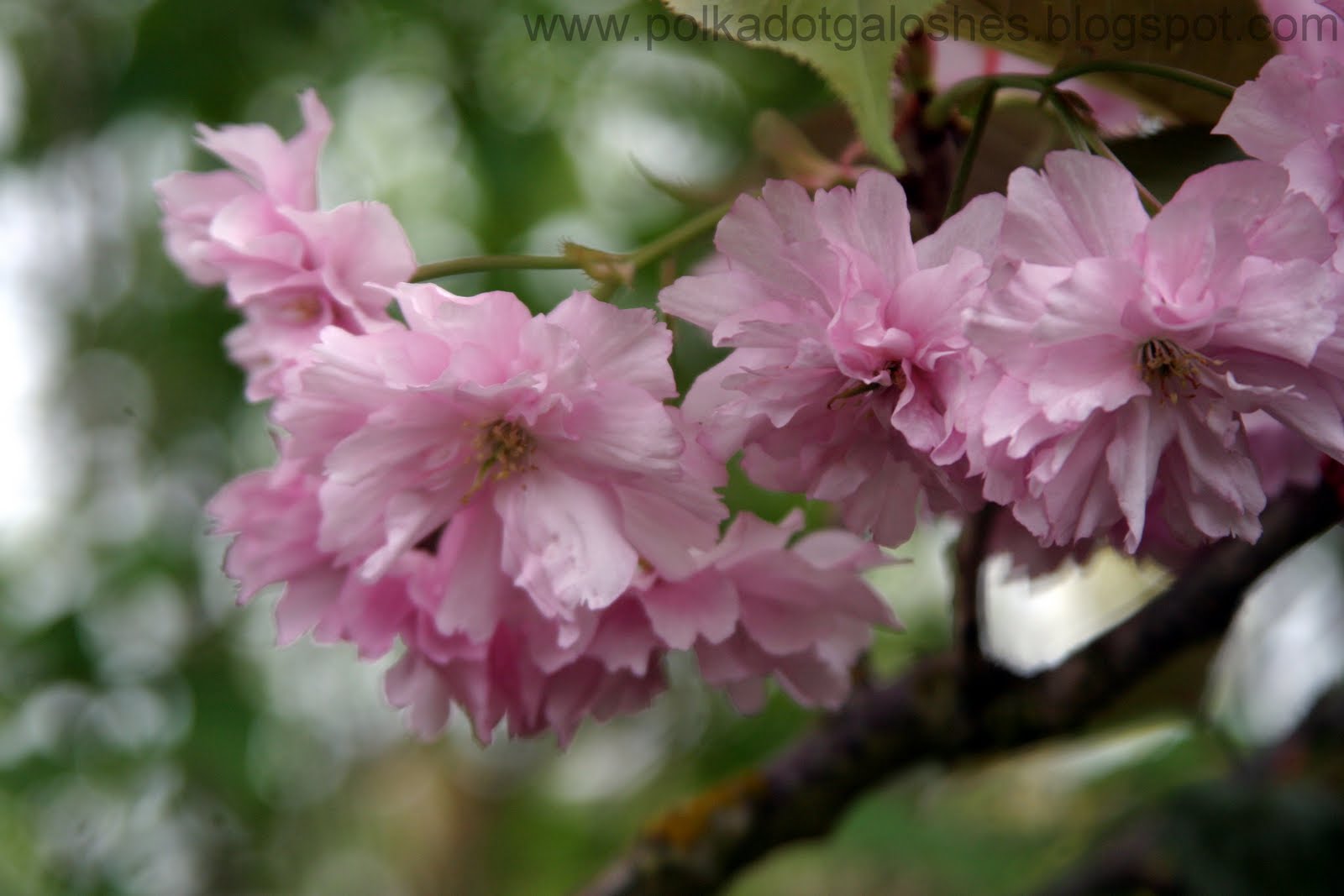 Bing Cherry Blossom