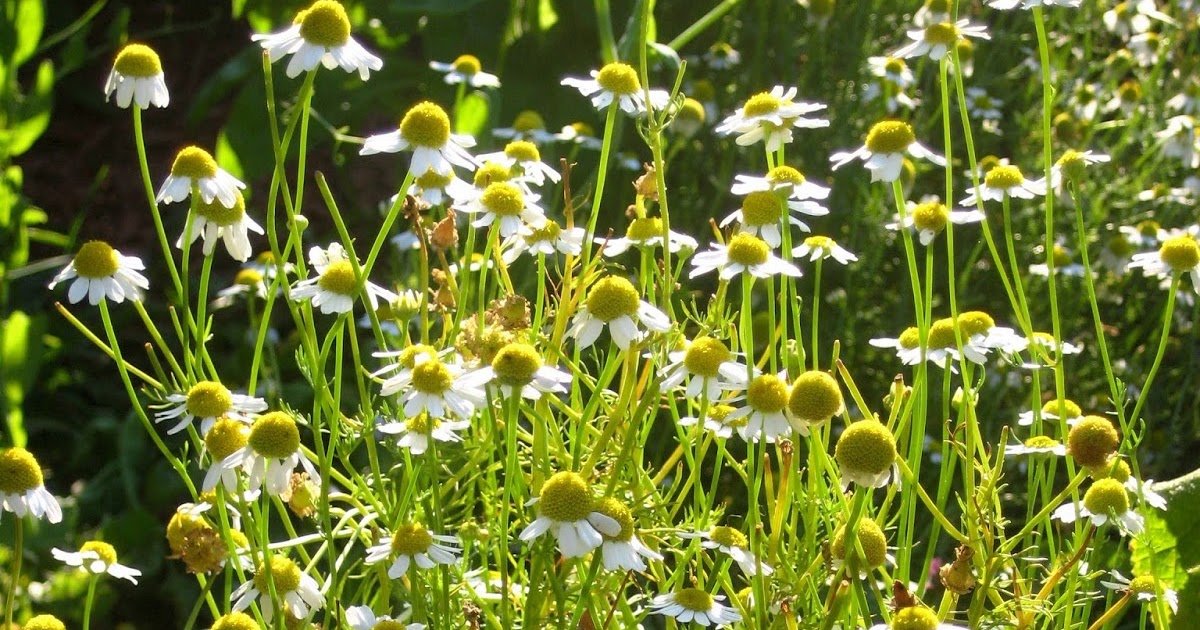 Meadow Muffin Gardens Chamomile, It all Started with Peter Rabbit