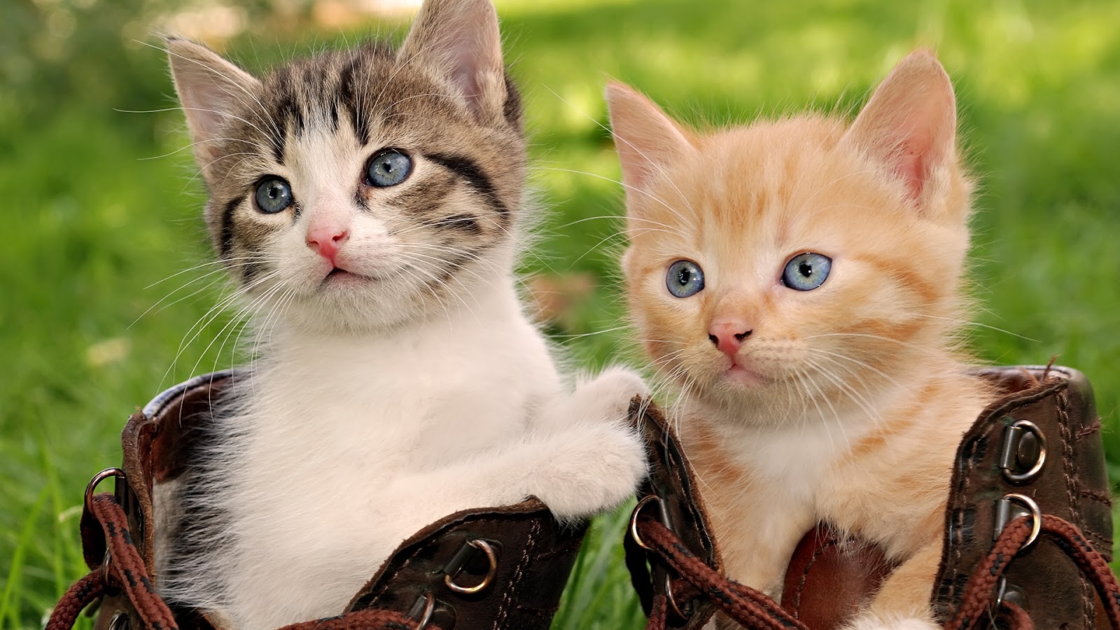 beautiful+kittens.jpg