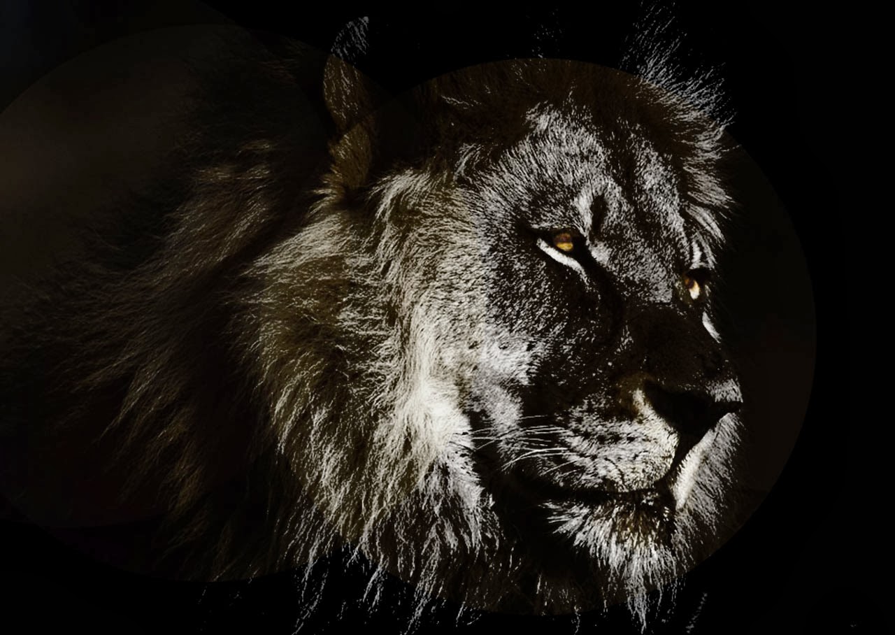 Abstract Lion Wallpapers HD Wallpapers Window Top Rated Wallpapers Abstract Lion Wallpapers HD Wallpapers Window Top Rated Wallpapers