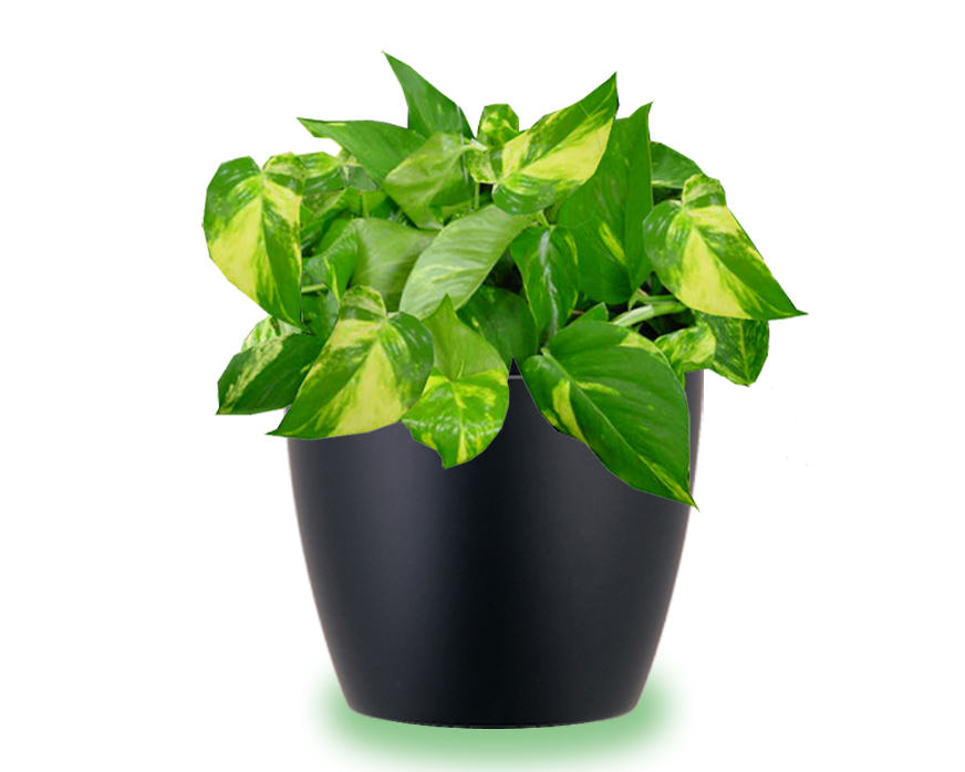 House Plants Care and Guides Pothos plant care instructions