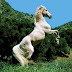Coaching con caballos y liderazgo