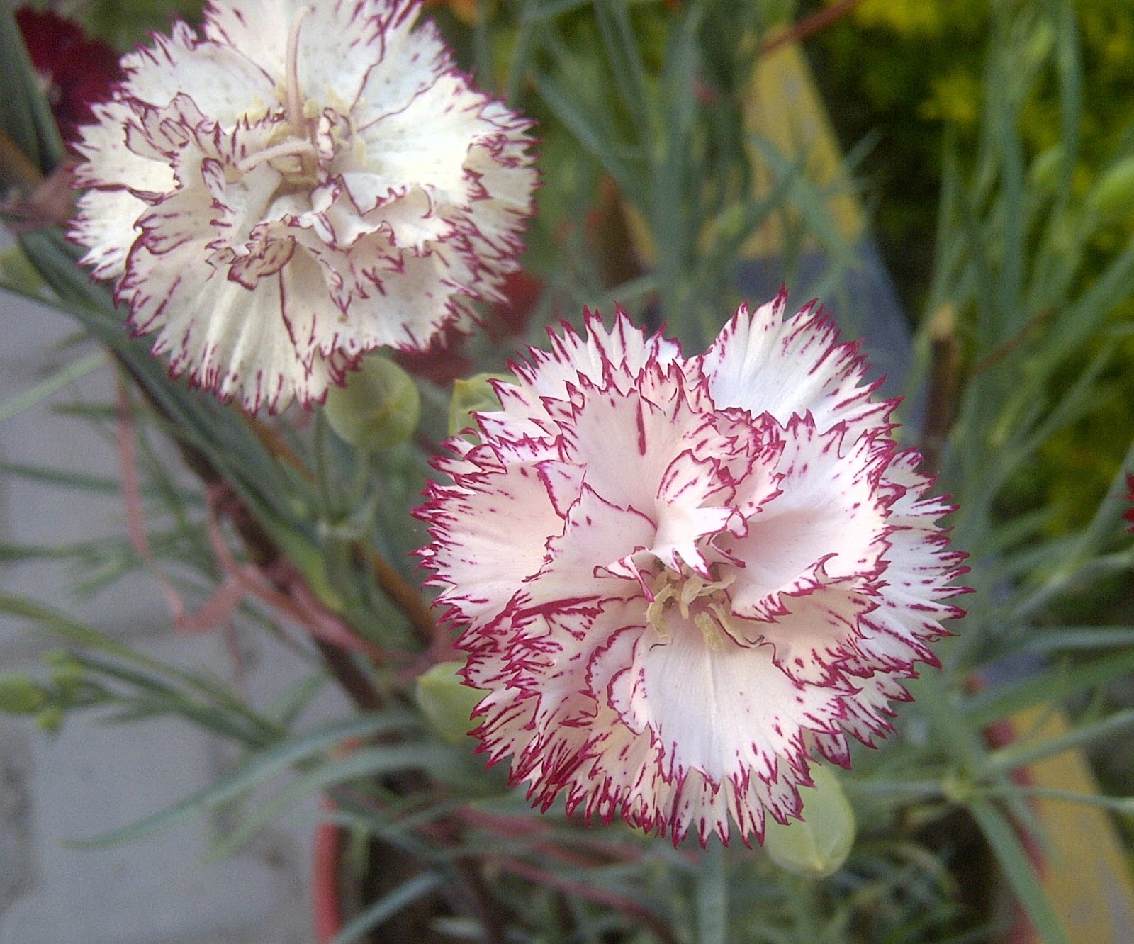 Flower Homes Carnation Flowers