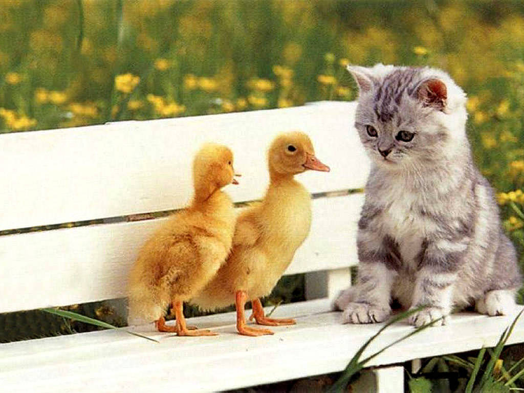 http://4.bp.blogspot.com/-K6oMcE8adTQ/TrHMPu_hvLI/AAAAAAAAA6Q/OqgAsMecy4w/s1600/Kitten+with+ducks+pets.jpg