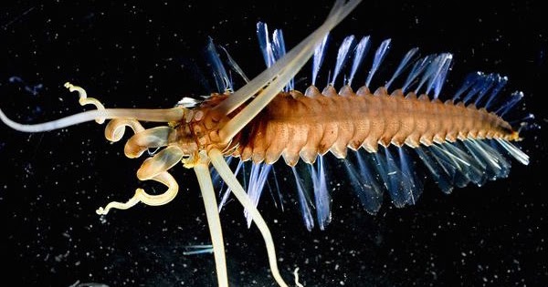 The Echinoblog: Biology we have learned from James Cameron's DeepSea  Challenger Expedition!