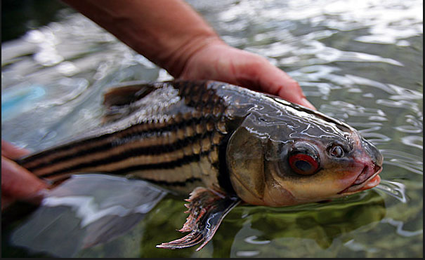 Mekong+river+catfish
