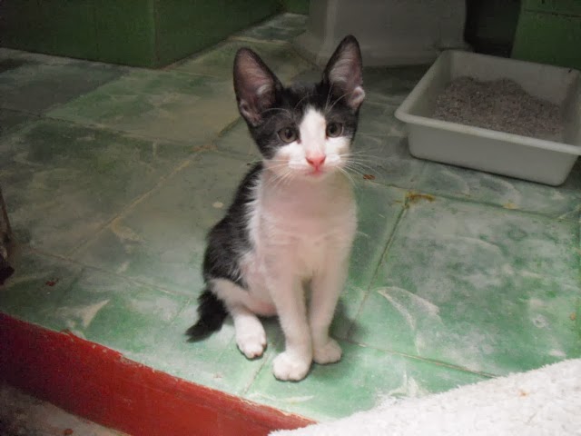 travieso familia adoptiva travieso familia adoptiva