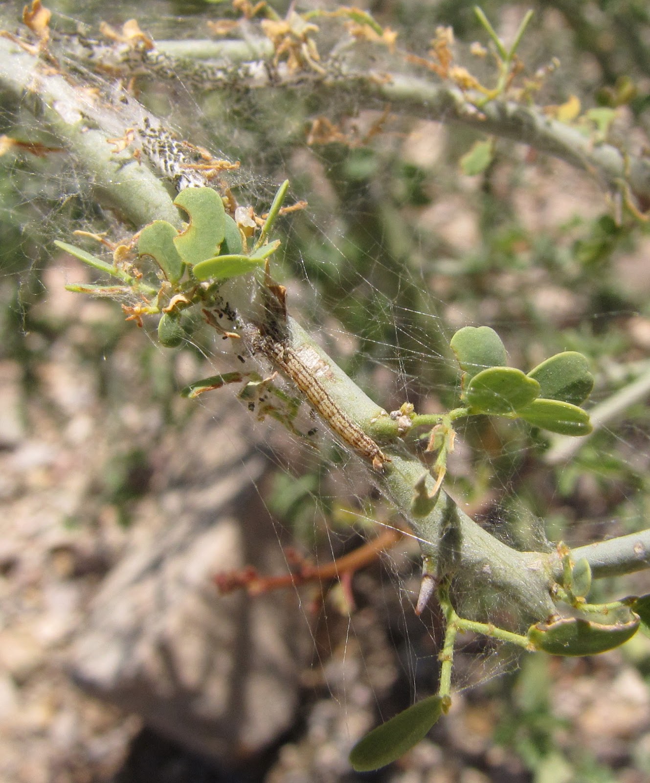 Bug Eric Moth Monday Palo Verde Webworm
