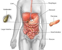 Penyakit Kanker Usus Obat Kanker Usus Alami