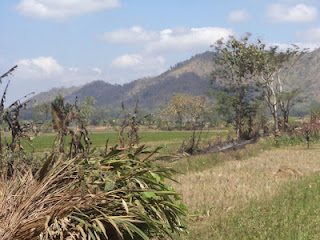 Foto terbakarnya Pabrik Gondorukem sampai ke sawah Foto terbakarnya Pabrik Gondorukem sampai ke sawah
