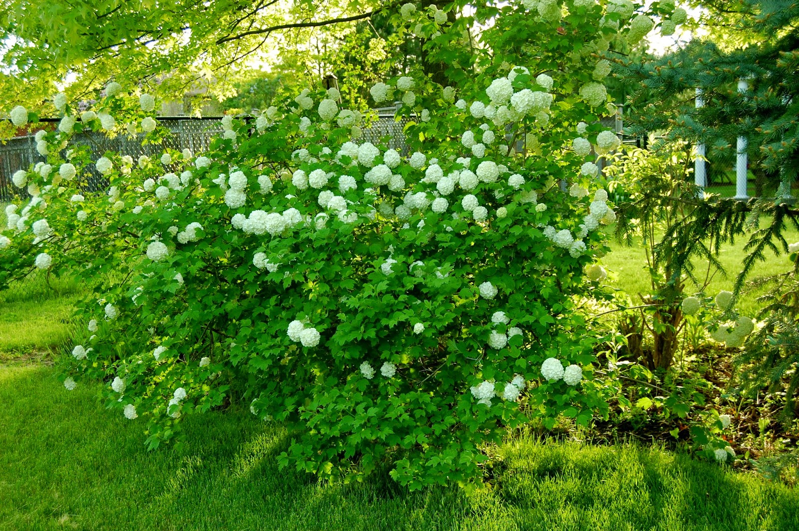 Worcester College Gardeners 2009 2018 Viburnum Plicatum Mariesii