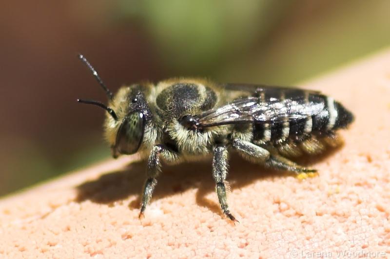 alfalfa leafcutter bee insects morphology alfalfa leafcutter bee insects morphology