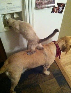 Animal Funny Picture