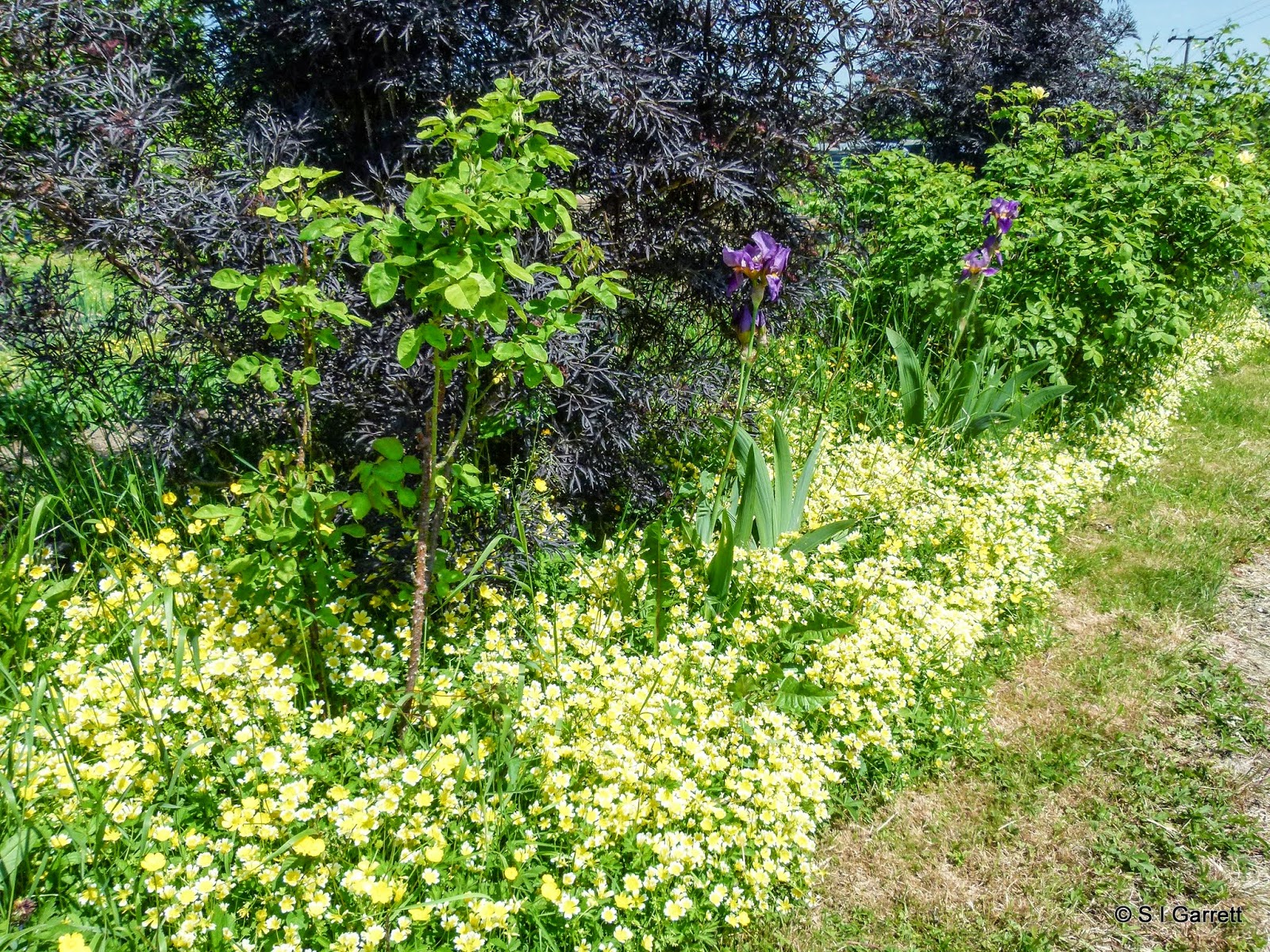Welcome To Gardens For You Polygala Fruticosa Sweet Pea Bush