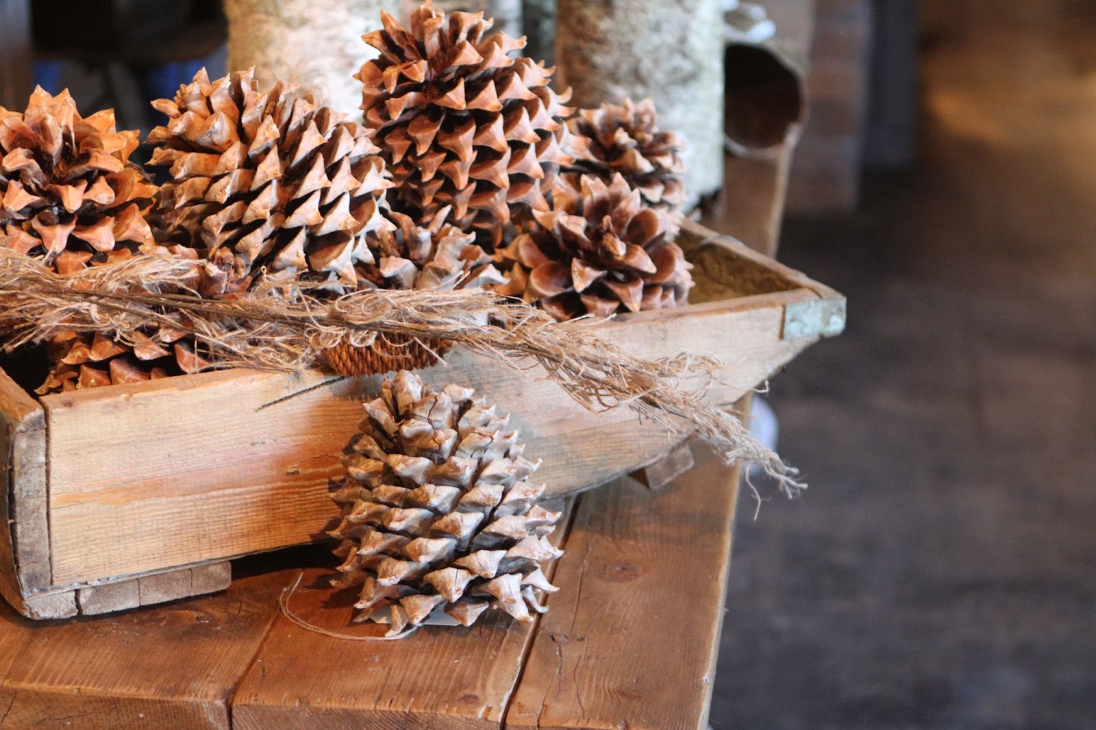 Willows spectacular win santa The Willows Home & Garden: christmas at the willows