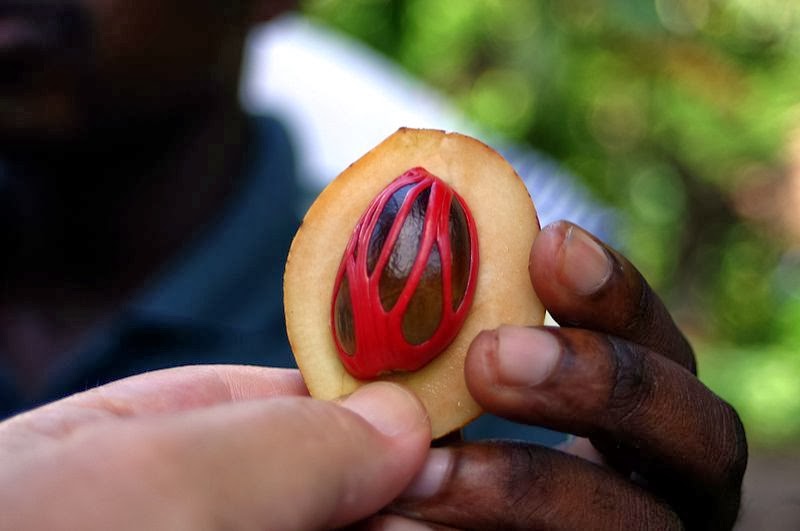 The Grand Moofti Speaks Nutmeg and mace the art of history in Singapore