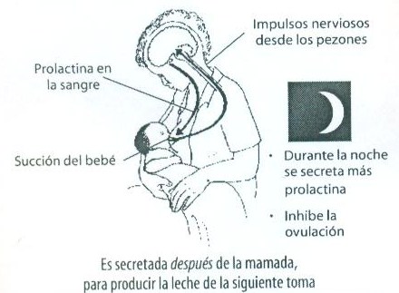 Como aumentar el volumen del pecho