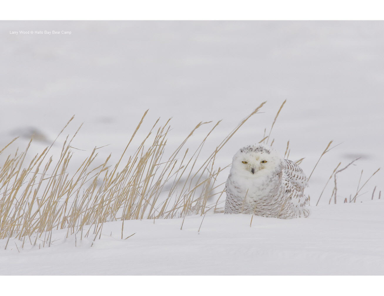 snowy owls of the arctic The snowy owl (bubo scandiacus), also known as the great white owl or arctic owl, is one of the most distinctive bird species on the planet while you won't find . snowy owls of the arctic The snowy owl (bubo scandiacus), also known as the great white owl or arctic owl, is one of the most distinctive bird species on the planet while you won't find .