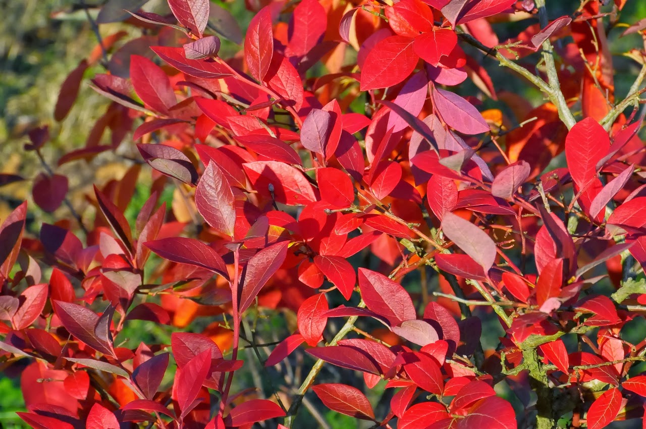 Grasgefluster Oktober 2013