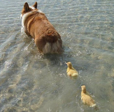 兩隻小鴨把柯基犬當媽