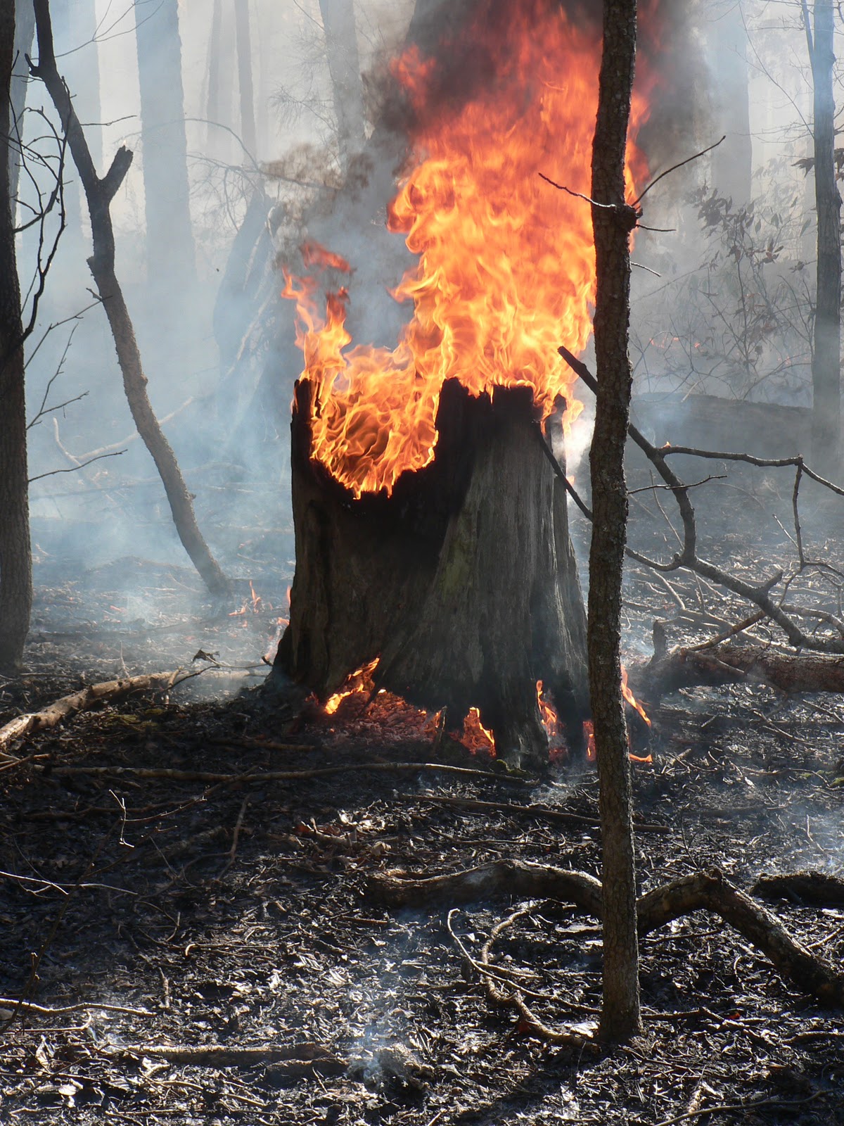 long-leaf+pine+stump+burning.JPG