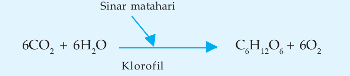 Pengertian Anabolisme dan Penjelasannya | Ilmu Sains
