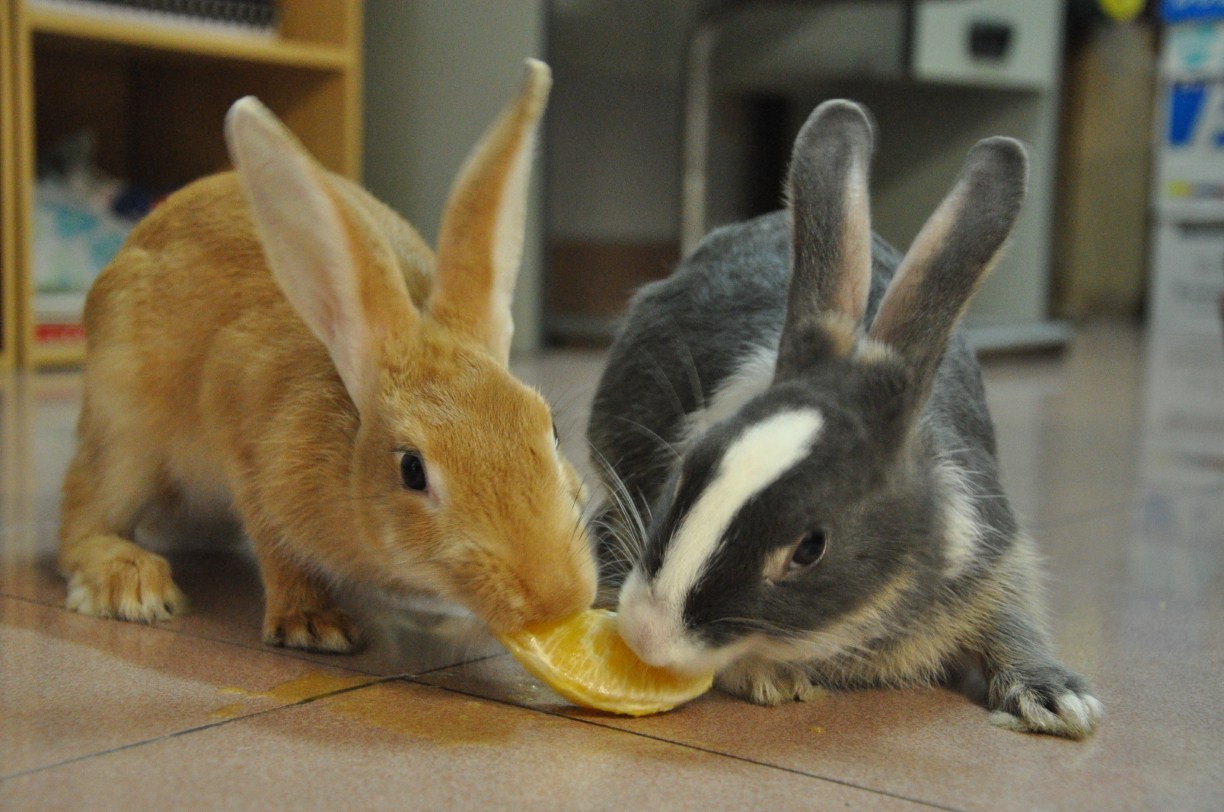 Fluffy And Bunny Bonding The Rabbits (The Beginning)