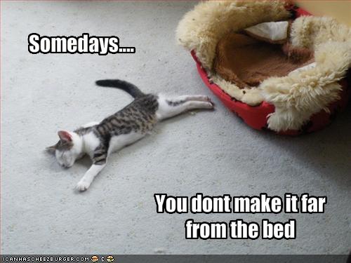funny Bcats Bwith Bfunny Bsayings B Photobucket lol cat Pictures lol cat Images lol cat Photos