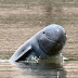 Learn the Dolphin Dolphin is unlike any other! Irrawaddy Dolphins