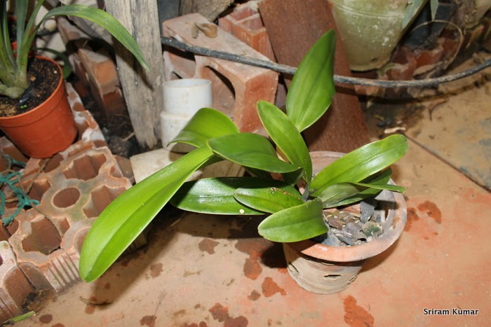 leaves cleaning orchids treatment