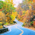 Carretera por el bosque en otoño (Arboles de colores)