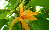 Cempaka Kuning [Michelia champaca L.]