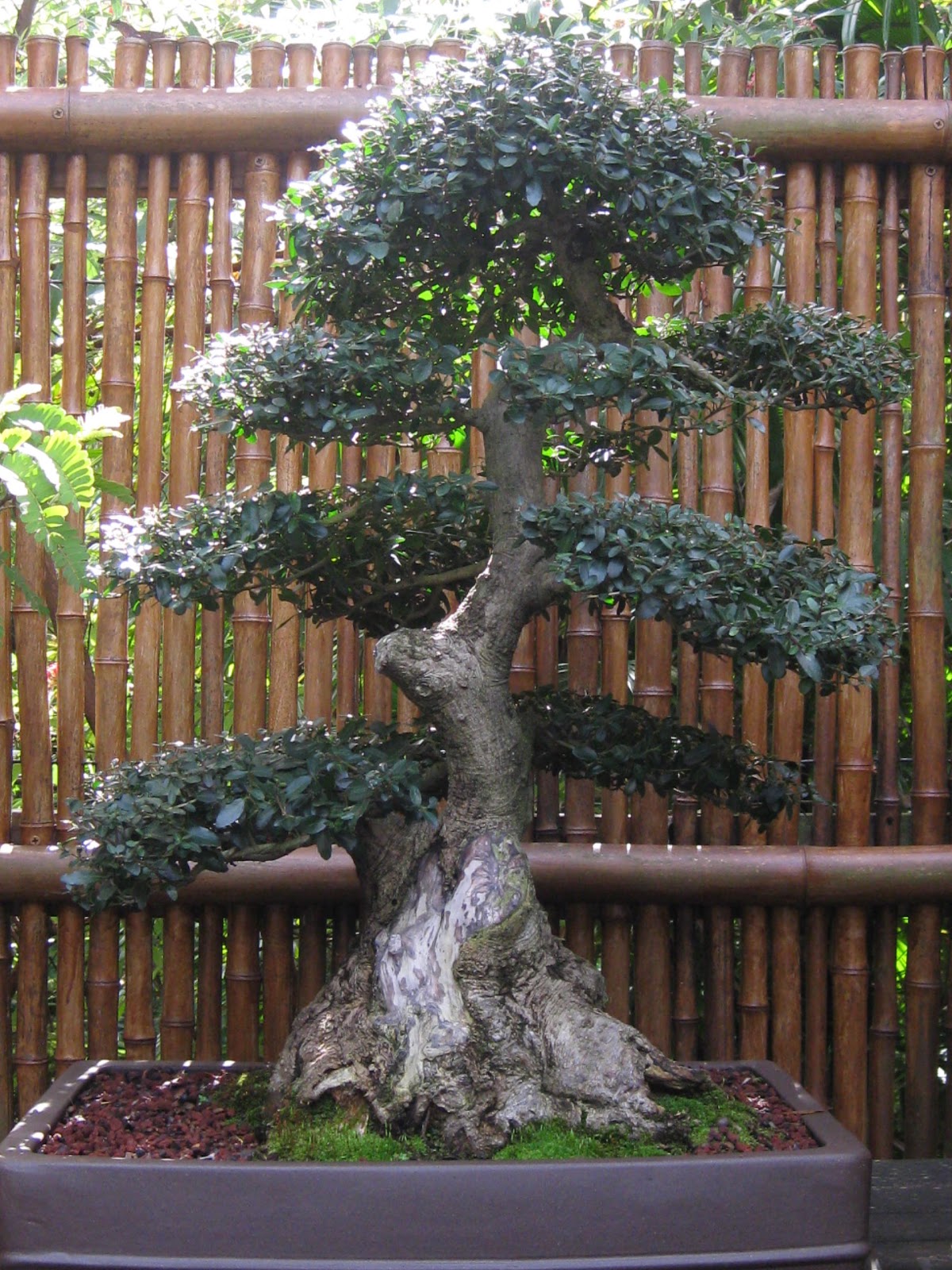 el jardín de Isula Bonsai en el Jardin botanico Selby Gardens Sarasota Fl