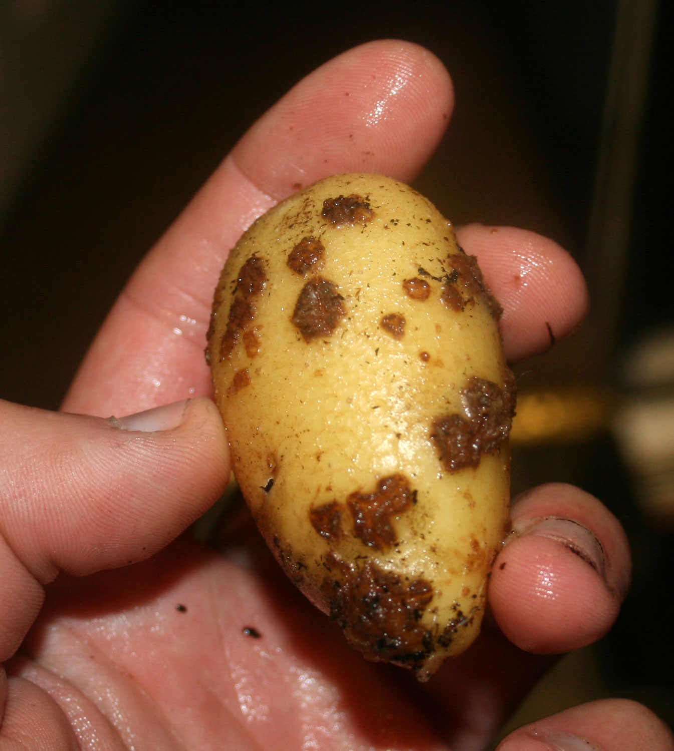 List 93+ Pictures Internal Rust Spot In Potatoes Safe To Eat Stunning