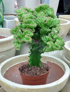 Euphorbia lactea 'forma cristata'