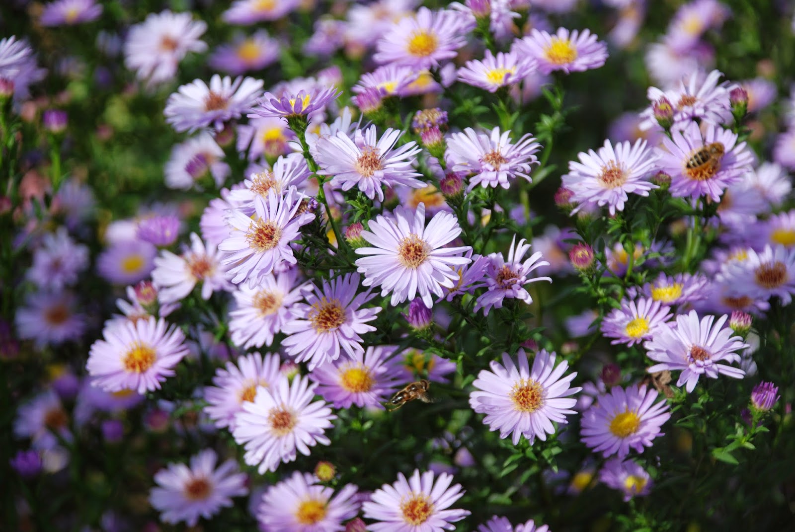 Bickenbach Blumen Aster Myrtenaster
