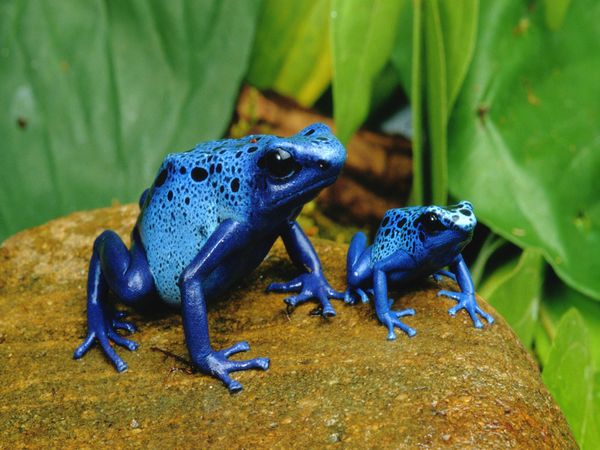 Dart Frog Eggs